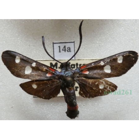 Zygaena ephialtes (Linnaeus, 1767) Kraśnik goryszowiec Slovakia14a